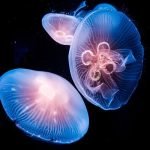 Gidroid meduza